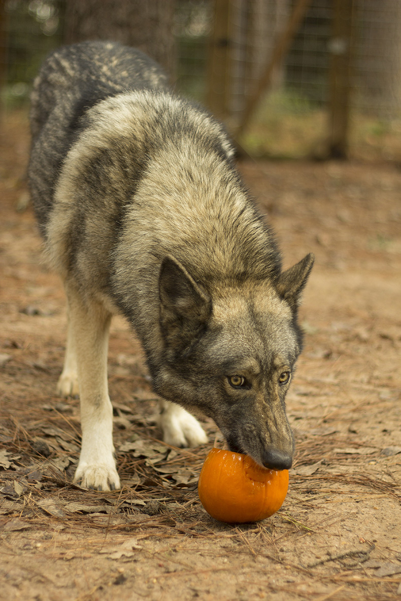 Texas Wolfdog takes out a pumpkin