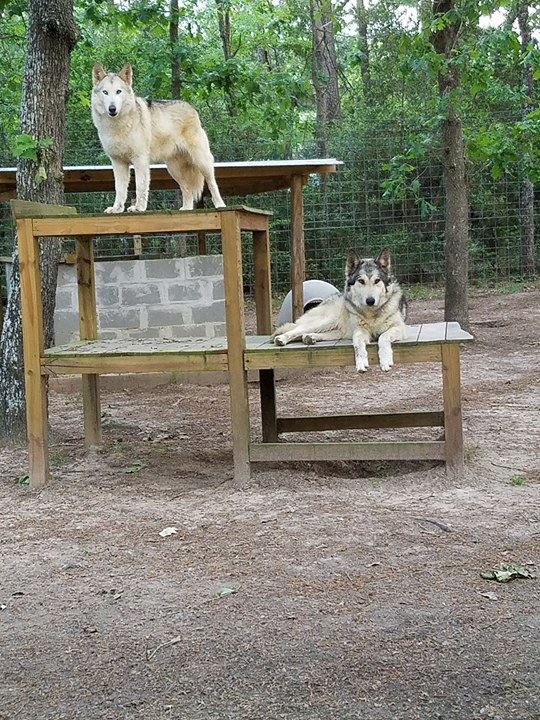 Luna Loo and Wolfster (to be adopted together)