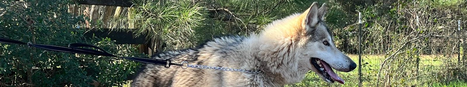 Texas Wolfdog Project Owning a Wolfdog Header Image