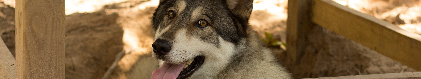 Texas Wolfdog Project WORKDAY/VISITATION Header Image