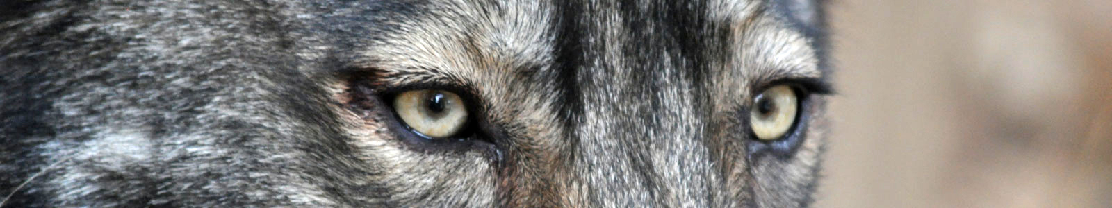 Texas Wolfdog Project Emily Kuhn Header Image